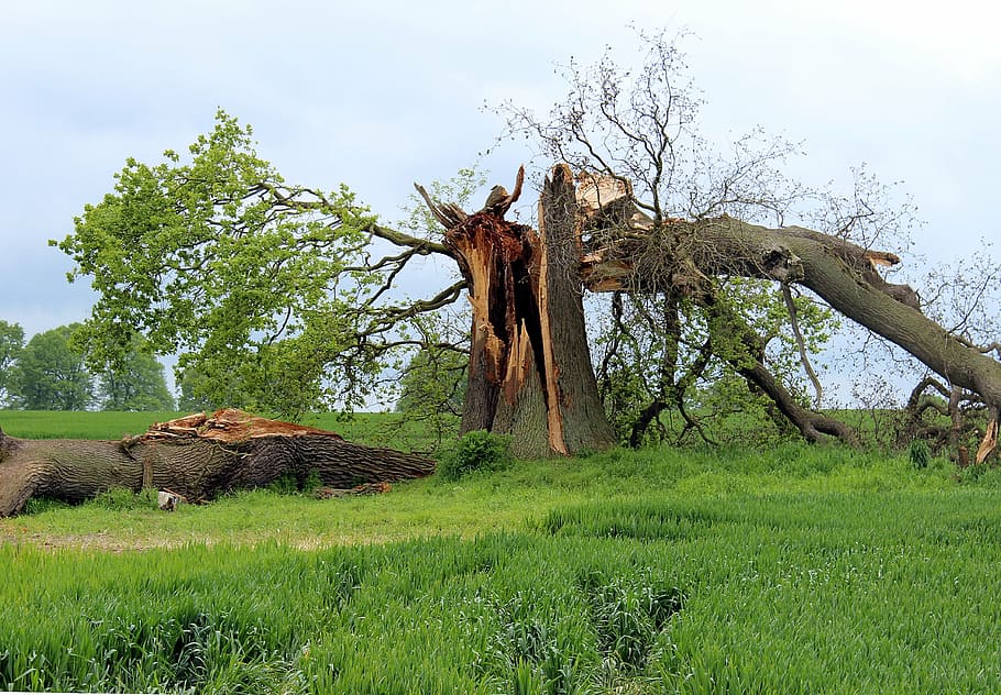 crushed tree, storm damage, oak, tree break, canceled, kinked