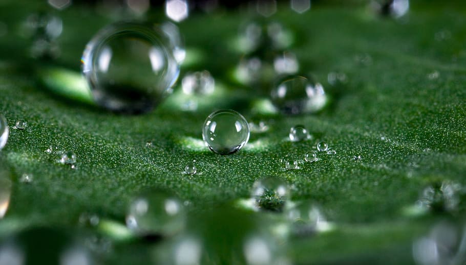 water macro droplets, pearl, rain, rosa, sheet, plant, drops HD wallpaper