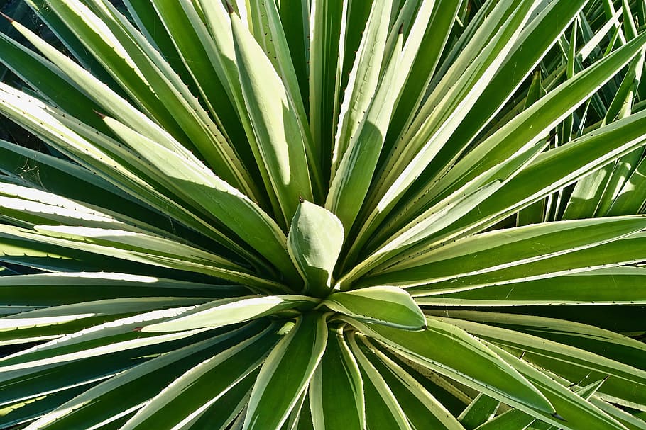 Cactus, Succulent, Spiny, Organic, botany, leaves, plant, natural HD wallpaper