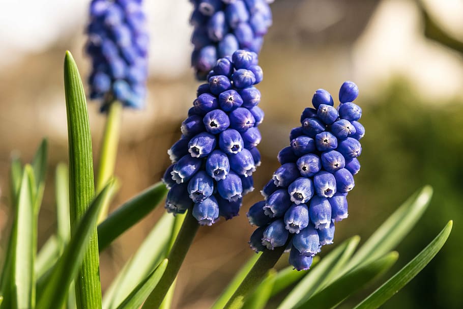macro photography of purple grape hyacinth flower, spring, blue HD wallpaper