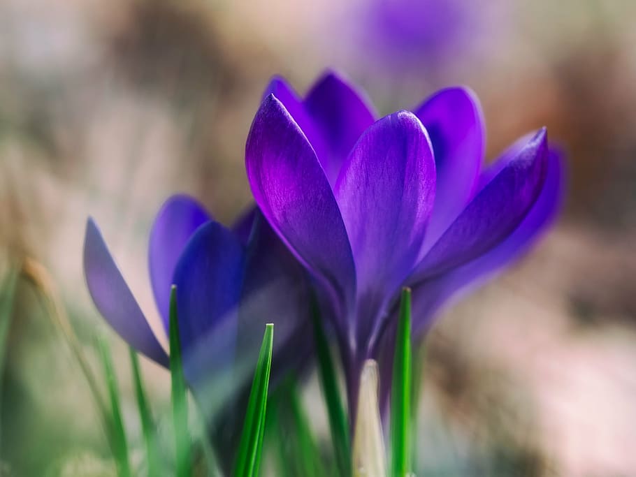 close-up photo of purple petaled flowers, plants, macro, closeup HD wallpaper