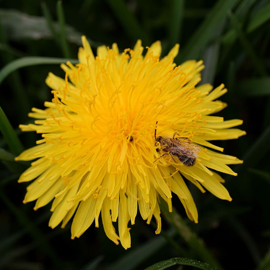 dandelion, bee, nectar, bee nectar, macro, close, honey bee HD wallpaper