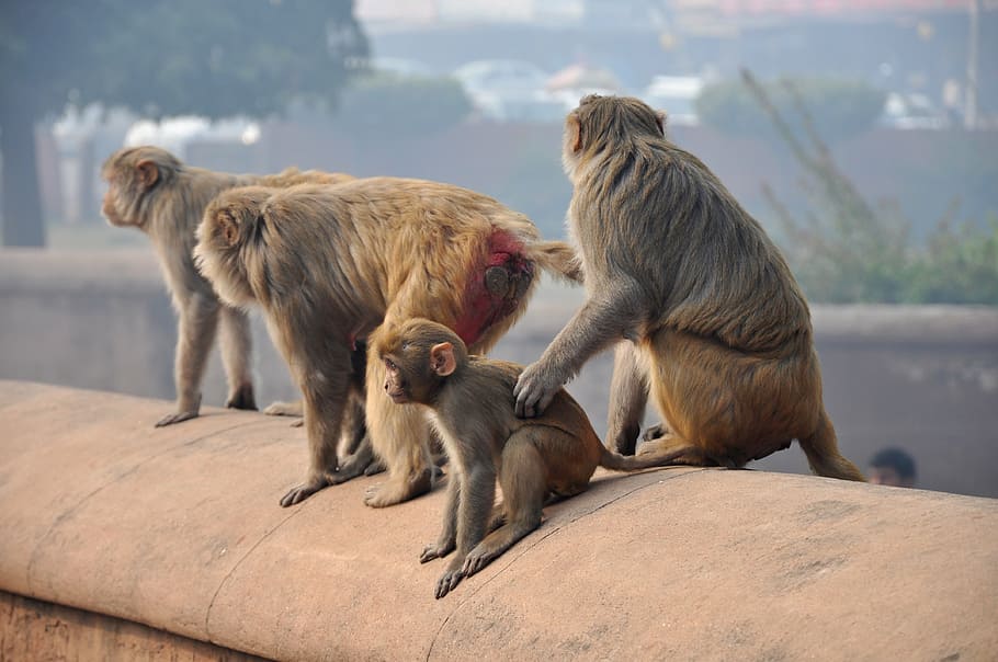 monkeys, macaques, family, animals, india, group of animals HD wallpaper