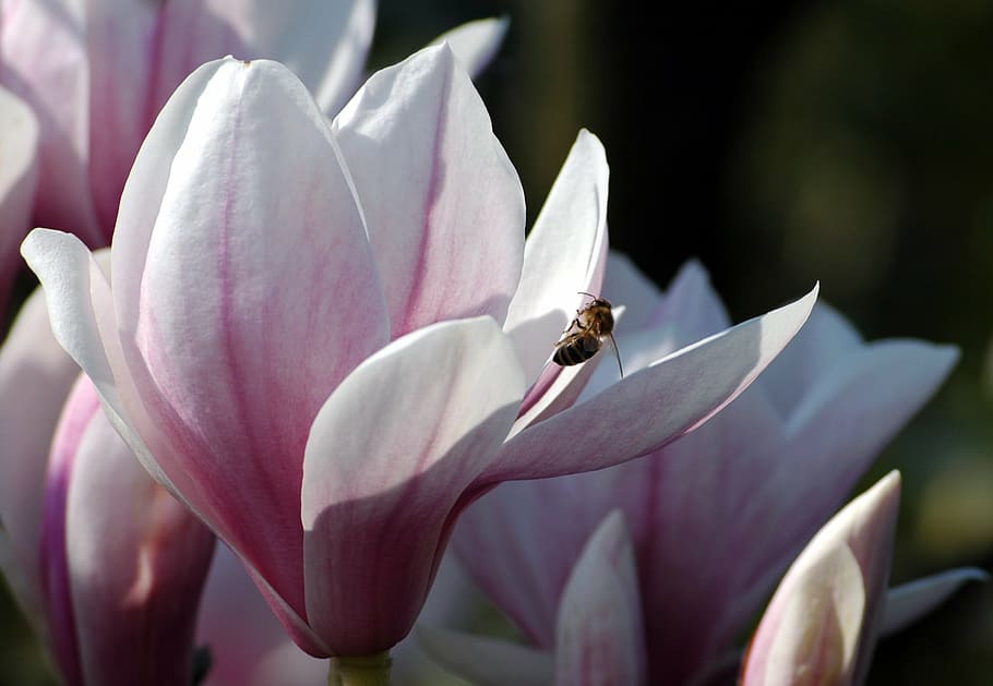 spring, magnolia, bee, flora, fauna, flower, insect, early bloomer HD wallpaper