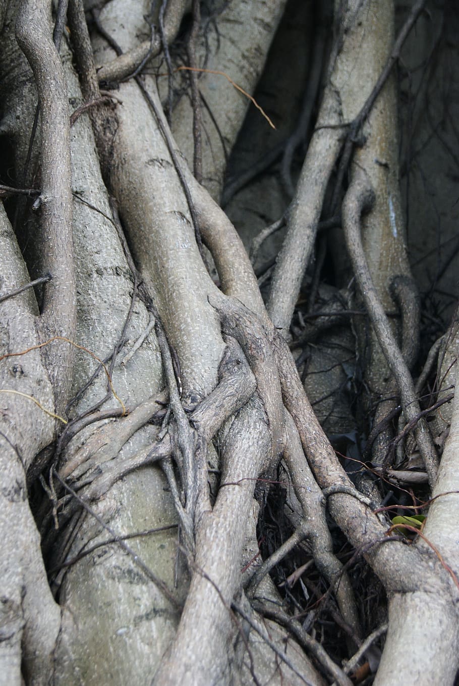 Roots, Tree, Ficus, tree with roots, nature, tree roots, trunk HD wallpaper