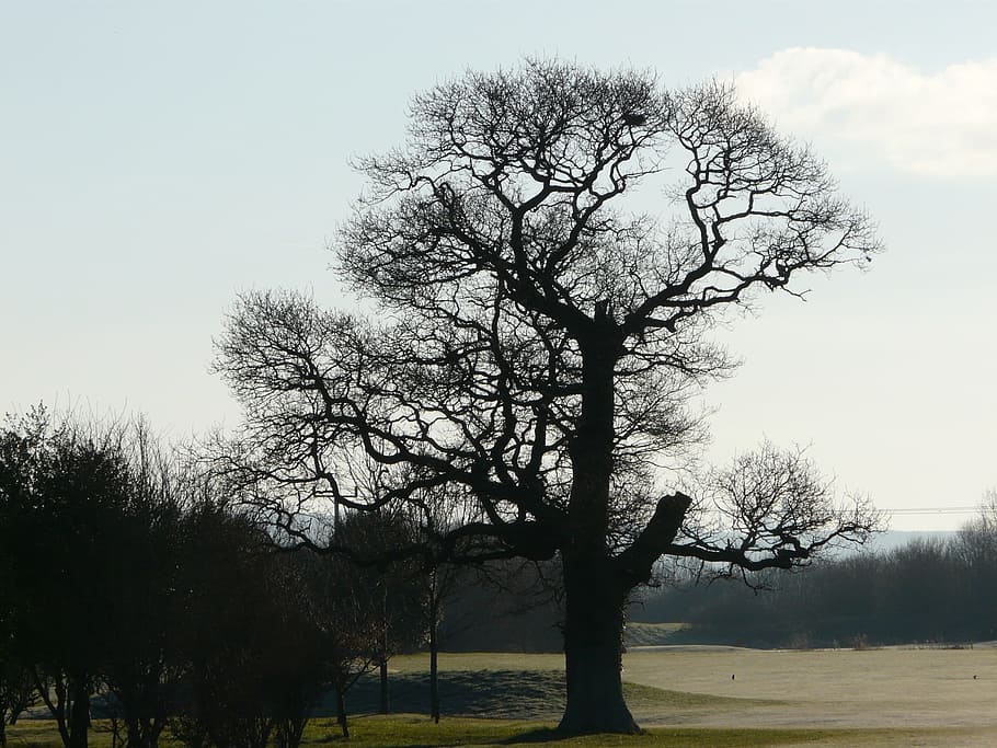 tree, nature, natural, landscape, outdoor, environment, seasons HD wallpaper