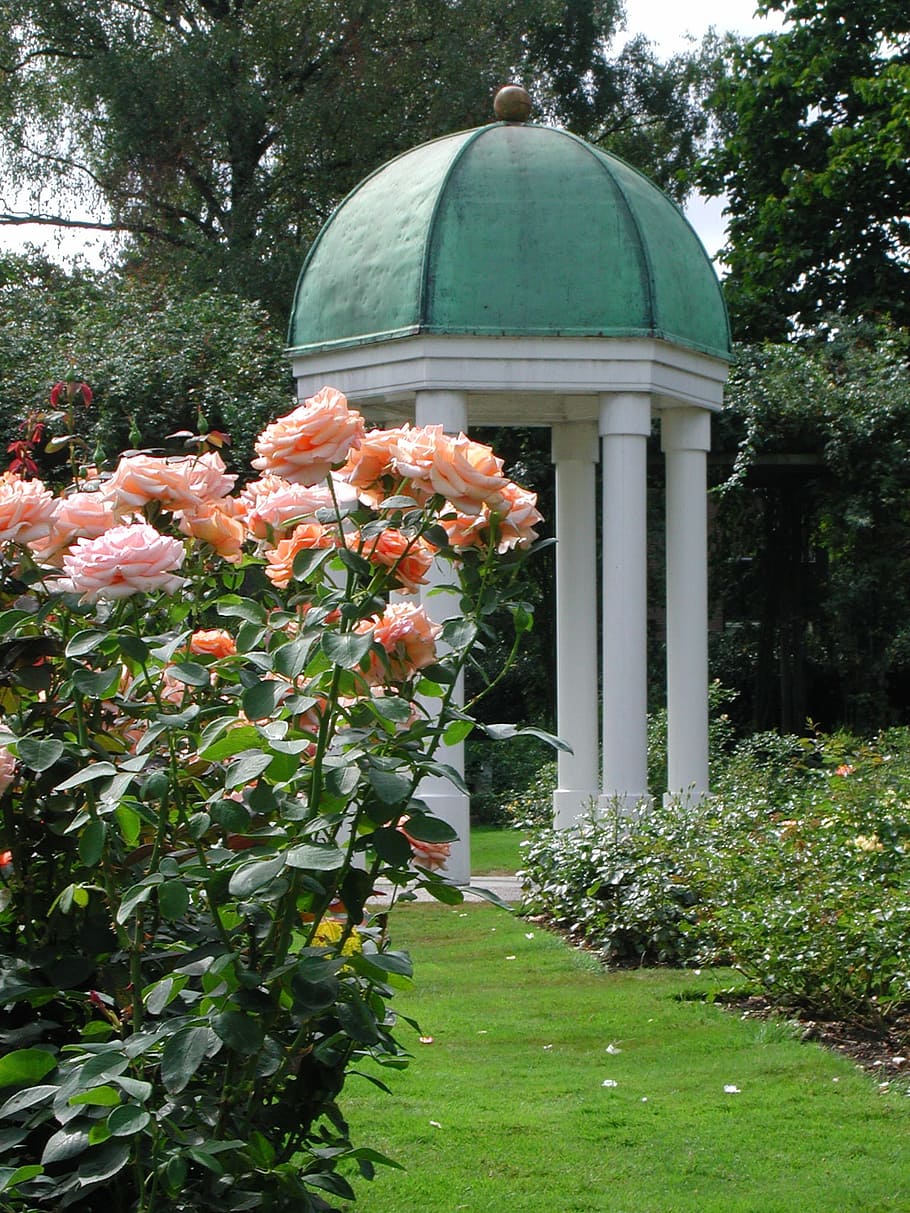 rose, dome, garden, plant, flowering plant, growth, nature HD wallpaper