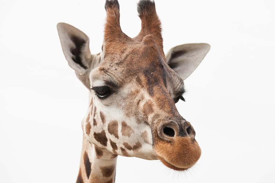 HD wallpaper: brown and white giraffe, africa, safari, animal, large animals  | Wallpaper Flare