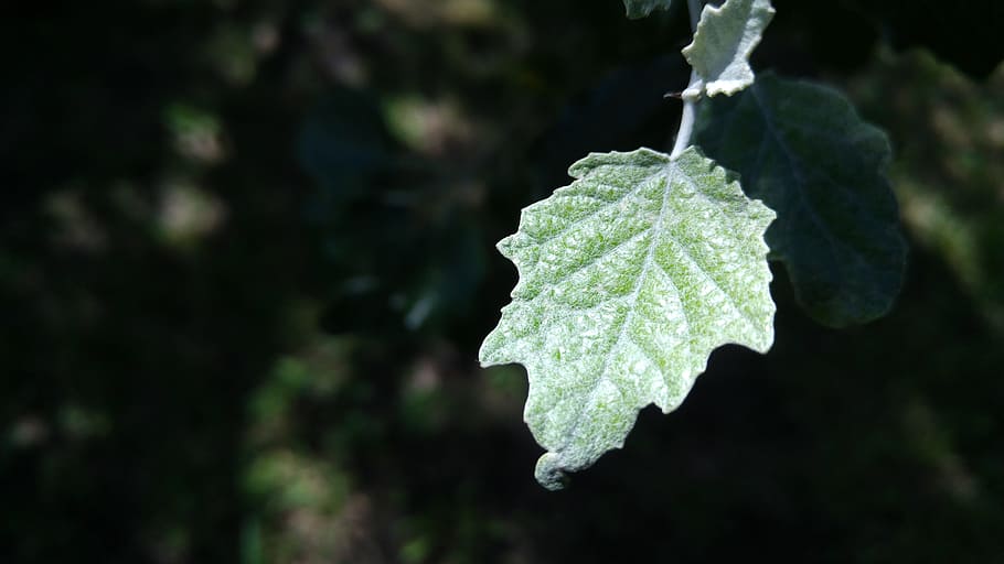 Leaf, Tree, green, nature, close-up, plant, green Color, freshness HD wallpaper