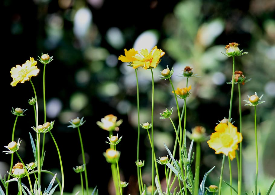 daisies, yellow, stems, upright, long, garden, flowering plant HD wallpaper
