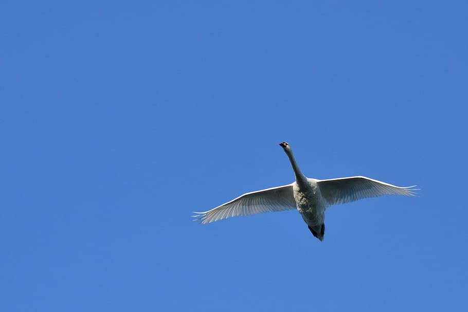 Swan, Air, Biesbosch, Bird, flying, seagull, nature, animal HD wallpaper