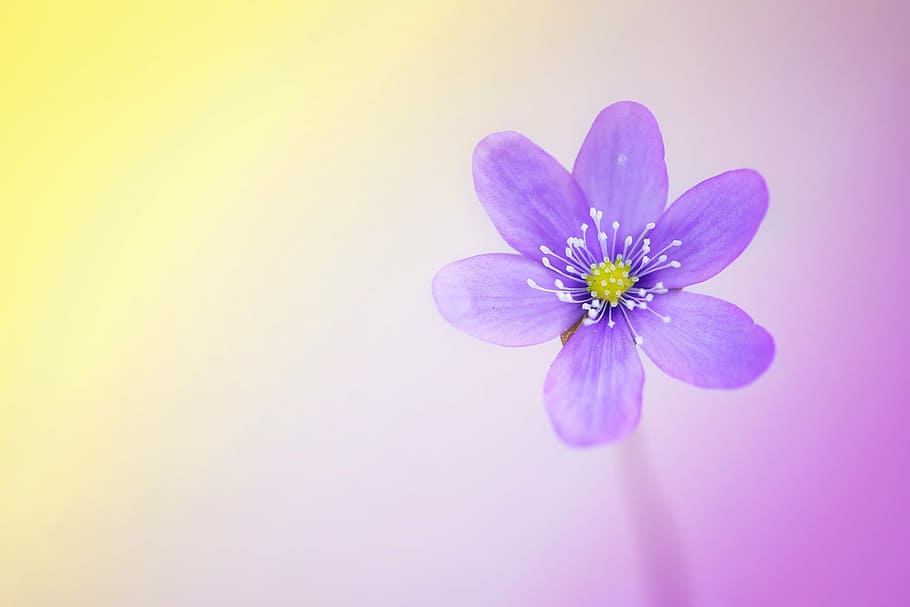 purple hepatica flower closeup photo, blossom, bloom, spring flower, HD wallpaper