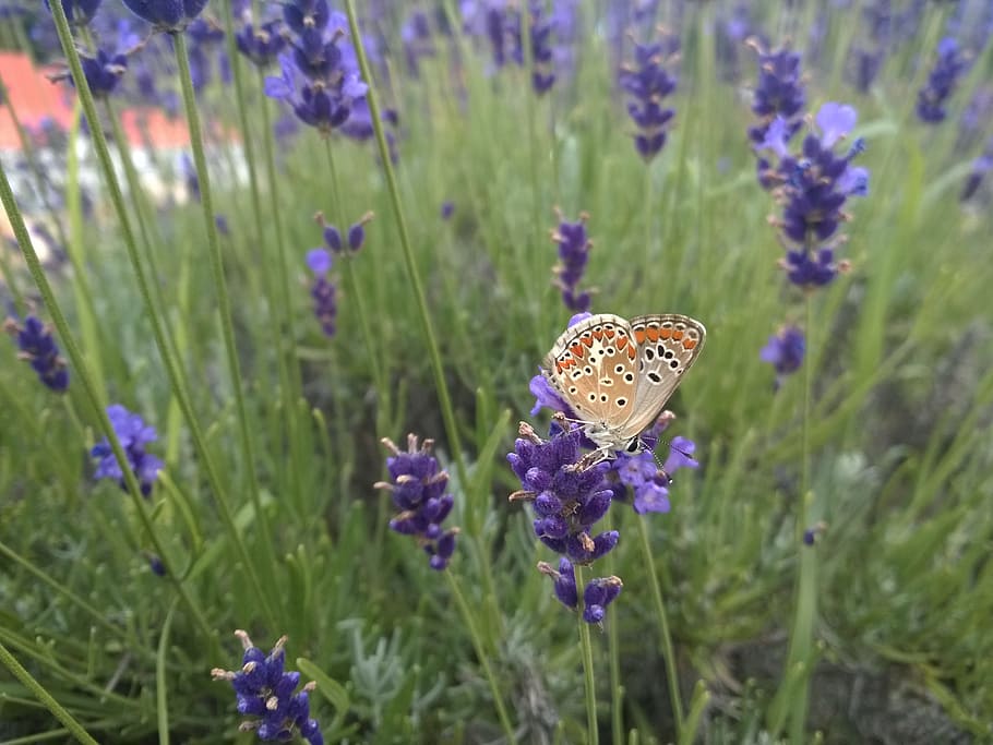 lavender, azúrlepke, butterfly, flower, nature, animal, macro, HD wallpaper