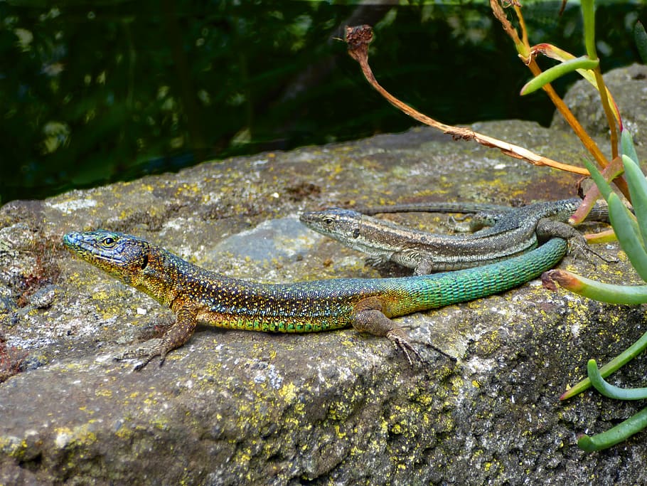 lizards, couples, nature, animals, animal themes, animal wildlife HD wallpaper