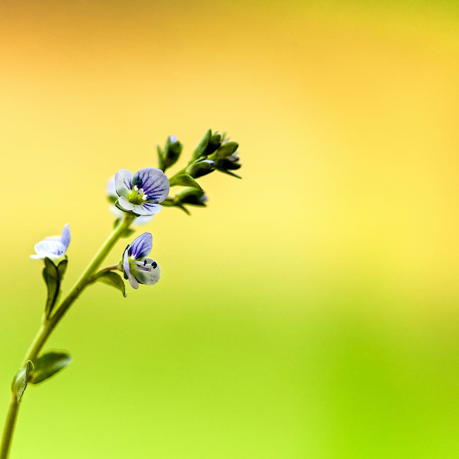 flower, tiny, macro, colorful, plant, bloom, botany, little HD wallpaper
