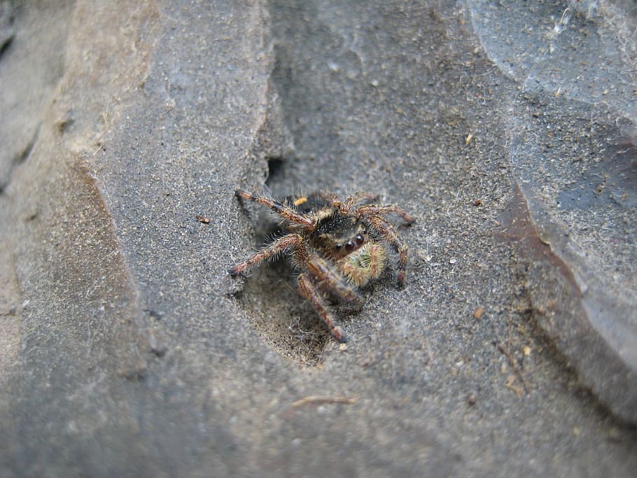 spider, insect, hairy, web spider, creepy, arachnophobia, animals in the wild HD wallpaper