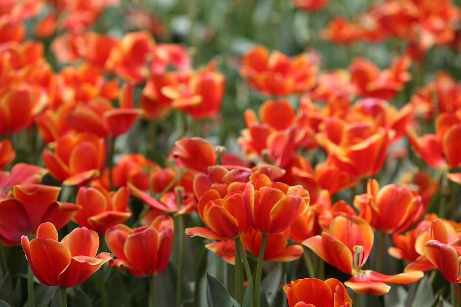 red, tulip, flowers, flowering plant, freshness, beauty in nature HD wallpaper