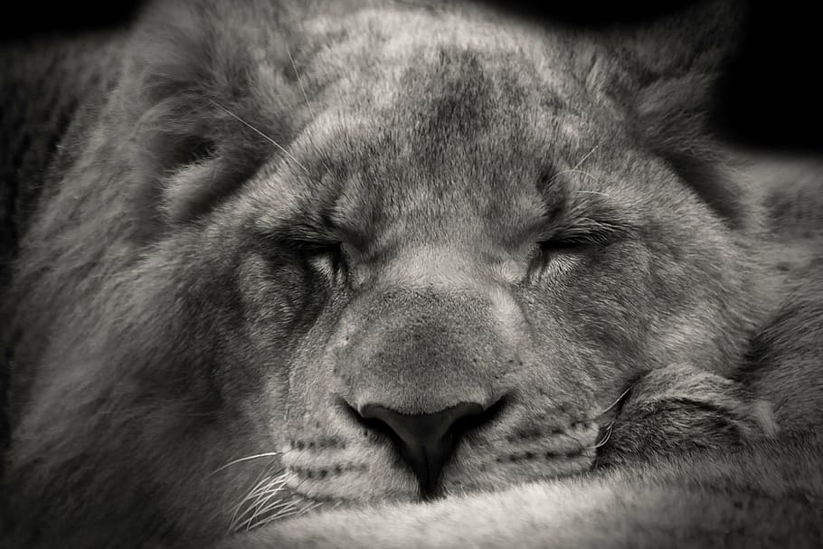 greyscale photo of lioness, sleeping, sweet, africa, safari, outdoor, HD wallpaper