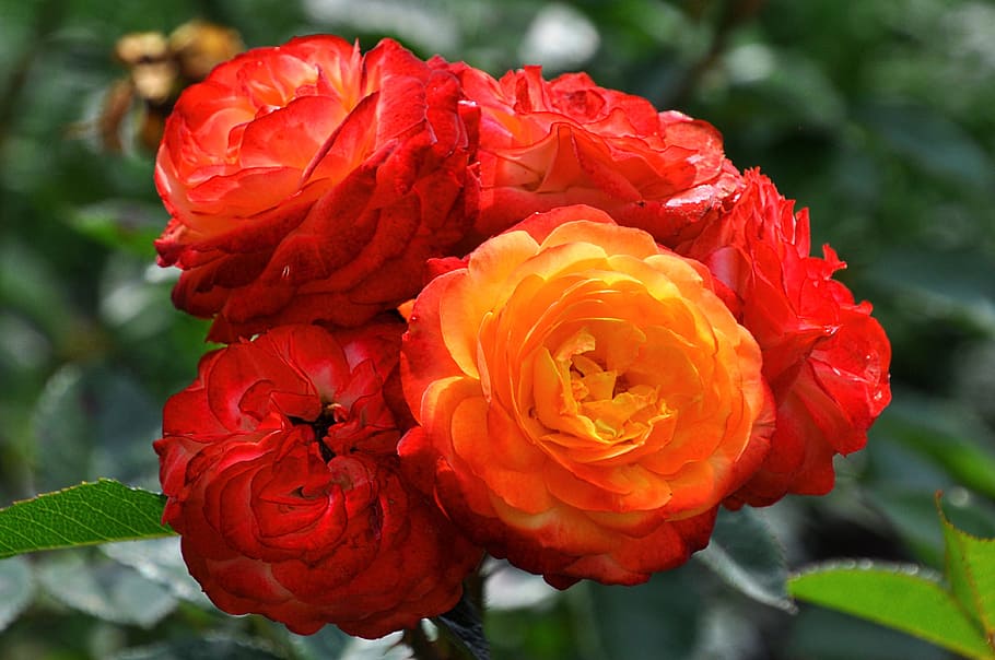 Summer, Flowers, rose, nature, plant, growth, petal, beauty in nature HD wallpaper