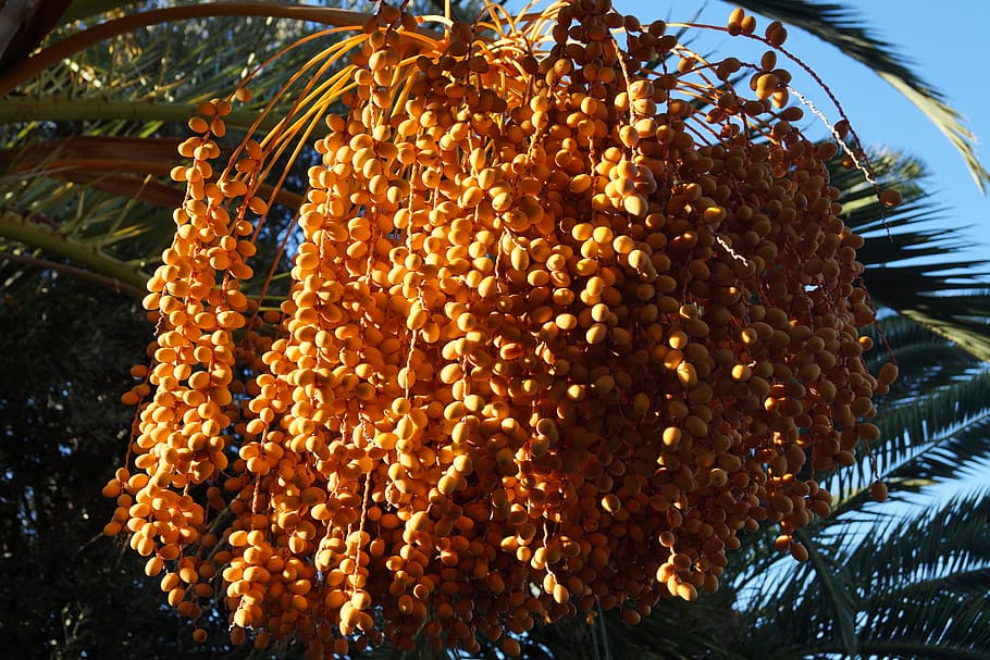palm, dates, datlová palma, mediterranean, summer, heat, crop, HD wallpaper