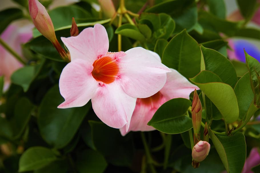 Flower, Close, Nature, Macro, Blossom, bloom, pink flower, petal HD wallpaper