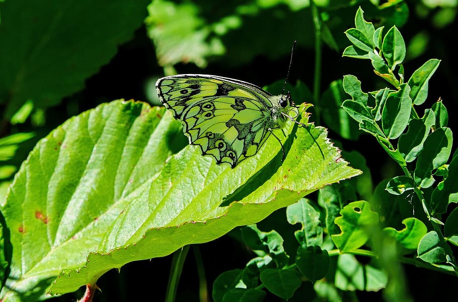Butterfly, Butterflies, green, camouflage, insect, insects