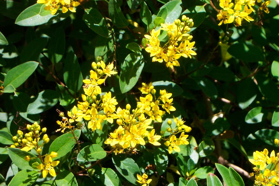 yellow, flowers, bunch, bush, green, botanical garden, zoom HD wallpaper