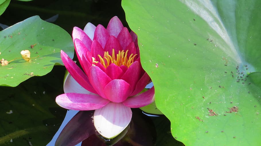 nature, plant, leaf, flower, flowering plant, water lily, vulnerability HD wallpaper
