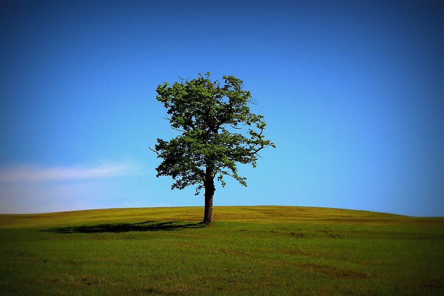 green tree on grass field, meadow, nature, landscape, pasture HD wallpaper