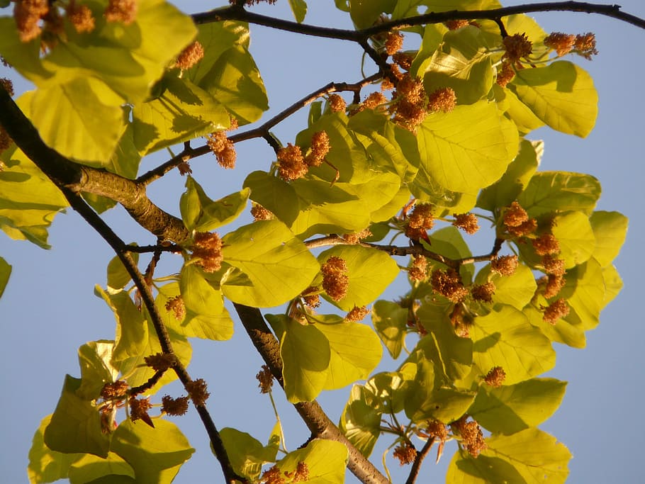 beech, book industry, branch, tree, leaves, inflorescence, plant HD wallpaper