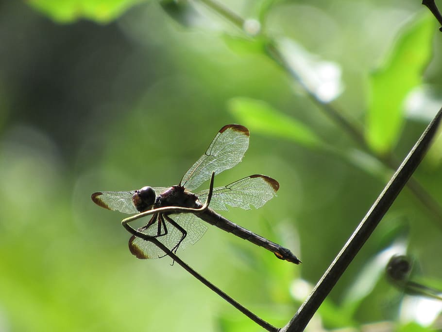 dragonfly, twig, green, invertebrate, insect, animal wildlife HD wallpaper