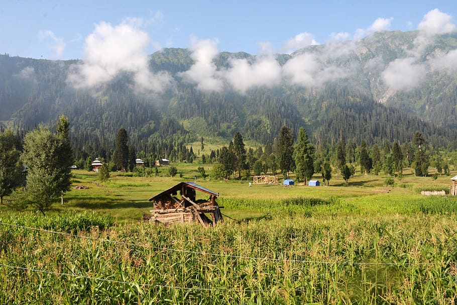 morning, kel, mountain, kashmir, pakistan, plant, tree, land, HD wallpaper