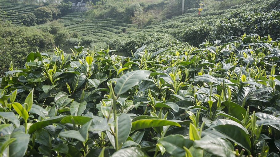 spring, alpine, tea garden, agriculture, nature, farm, leaf HD wallpaper