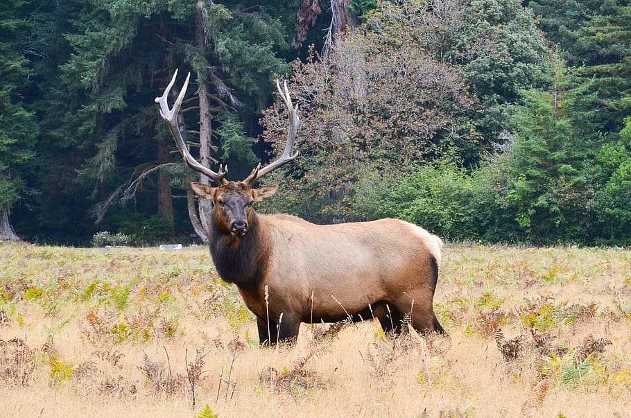 brown reindeer on green field, usa, america, north america, moose