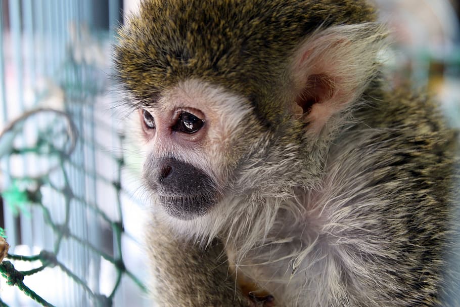 monkey, portrait, face, captive, look, cute, close, sitting HD wallpaper