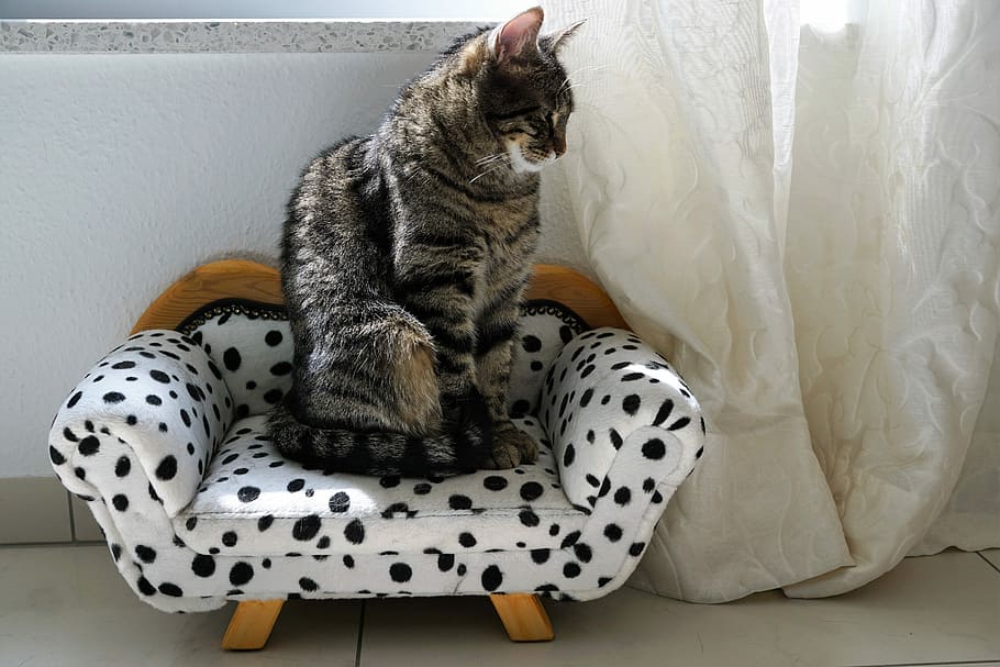 Cat sitting on discount sofa