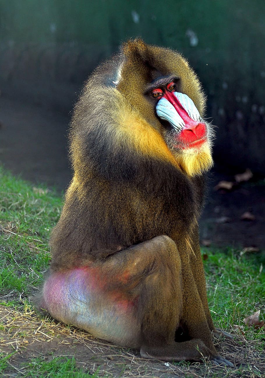 mono, baboon, fauna, animal, wildlife, nature, primate, mammal HD wallpaper