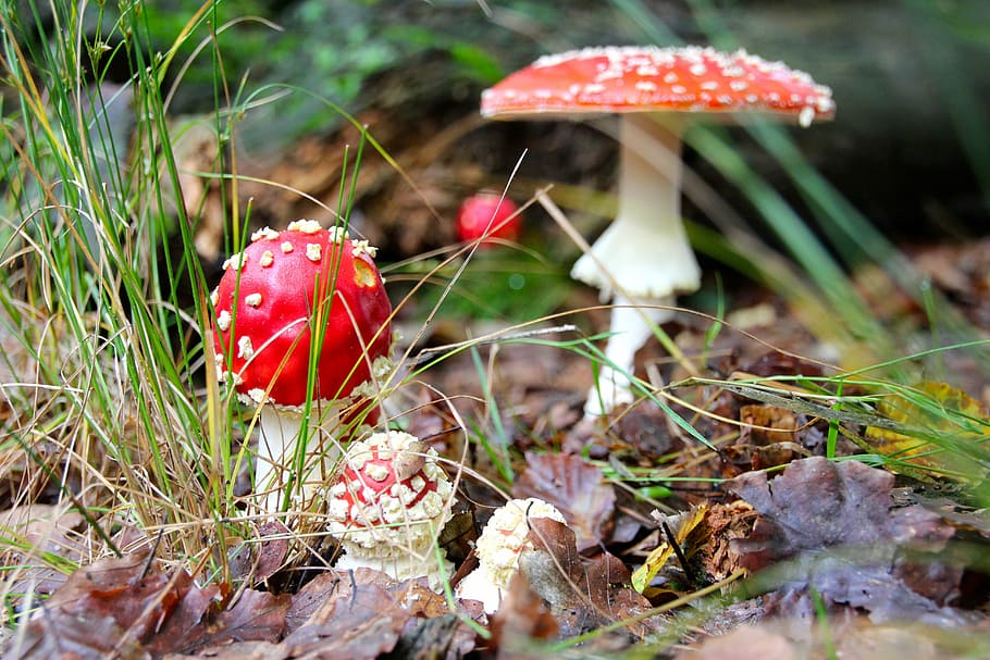 fly agaric, forest, autumn, mushrooms, nature, forest floor, HD wallpaper