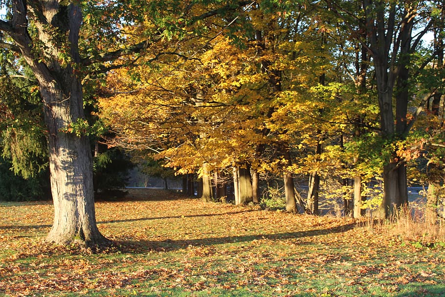 Fall, Scene, Trees, Autumn, fall scene, fall leaves, fall foliage HD wallpaper