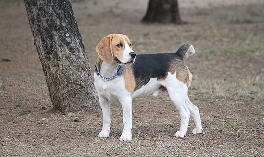 dog, beagle, medium, tan, black, white, pet, park animal, purebred HD wallpaper