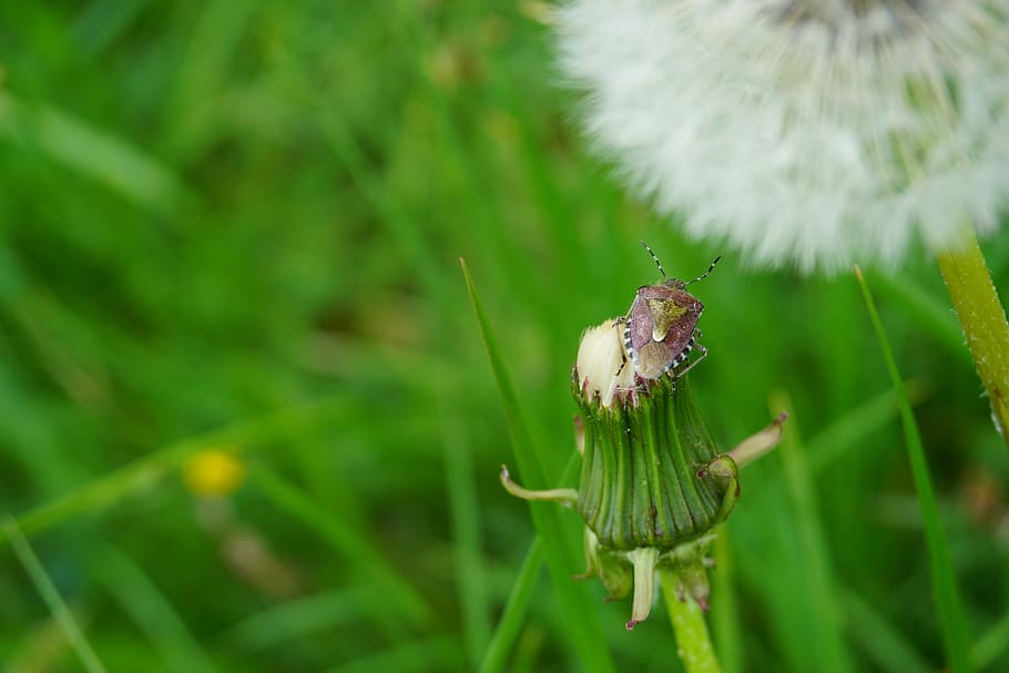 bug, insect, nature, animal, plant, green color, close-up, growth HD wallpaper