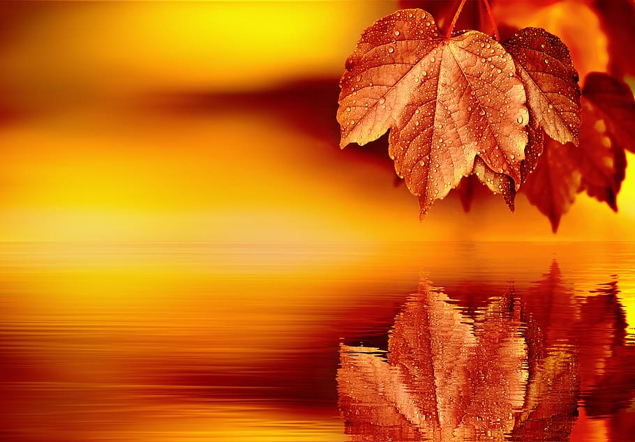 leaf, mirroring, water, background, blank, leaves, tree, nature HD wallpaper