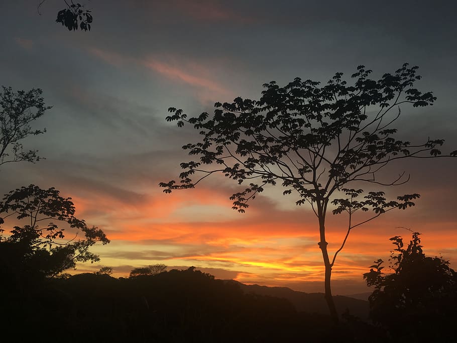 sunset, tree, evening sky, orange color, beauty in nature, cloud - sky HD wallpaper