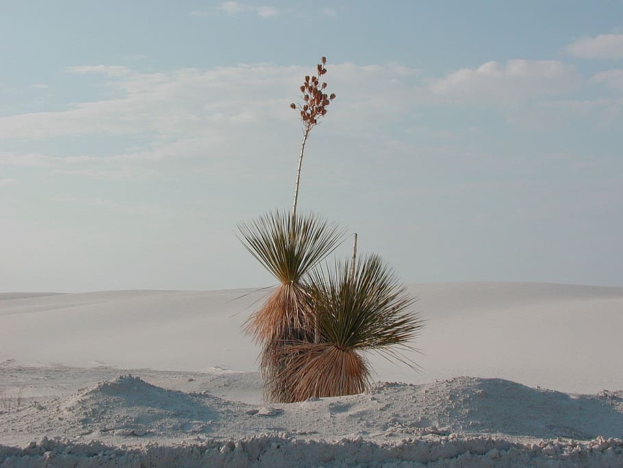 yucca, desert plant, white sands, desert grass, nature, sand Dune