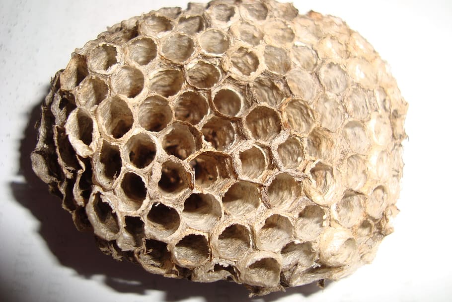 Hive, Combs, Empty, Hexagonal, the hive, insect, nest, structure HD wallpaper