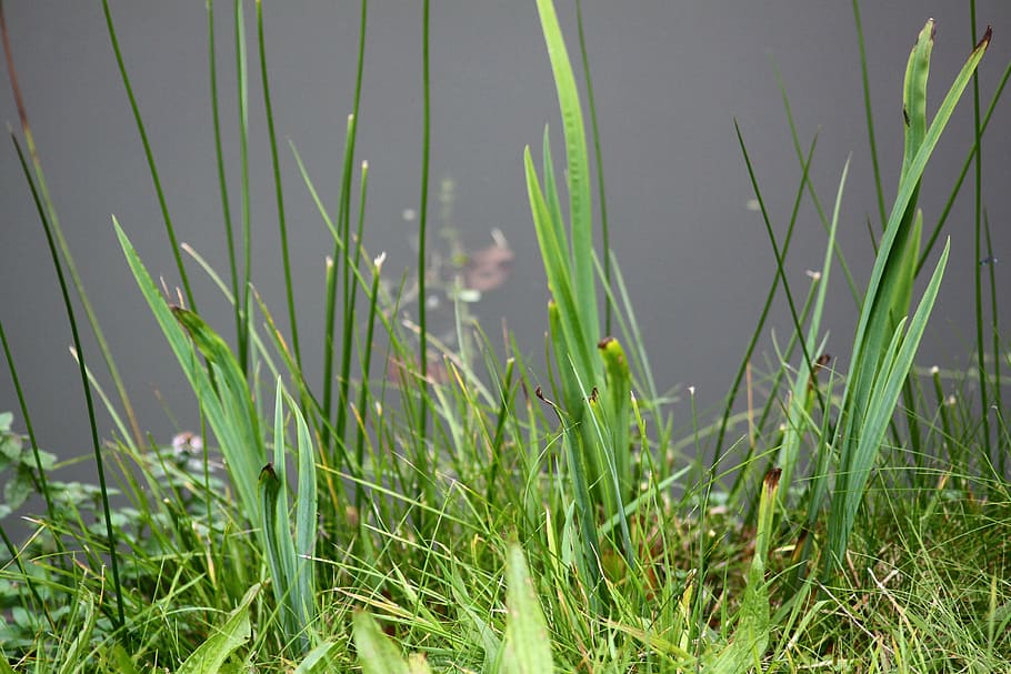 pond, grass, green, plant, growth, green color, nature, field HD wallpaper