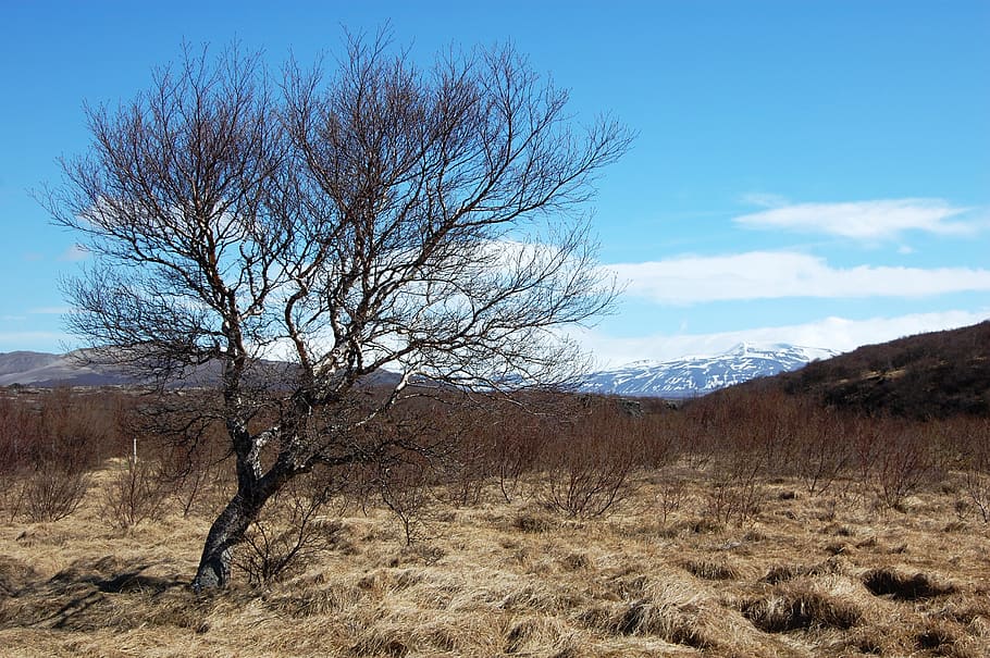 iceland, lone tree, vegetation, sky, bare tree, scenics - nature HD wallpaper