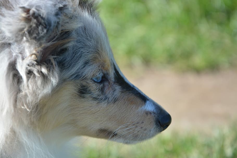 puppy, dog, head profile, muzzle end, bitch nobility blue, blue eyes HD wallpaper