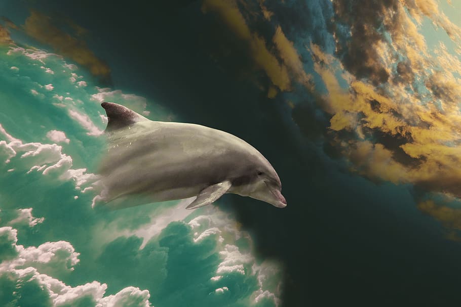 painting of dolphin and clouds, marine mammals, jump, fantasy picture, HD wallpaper