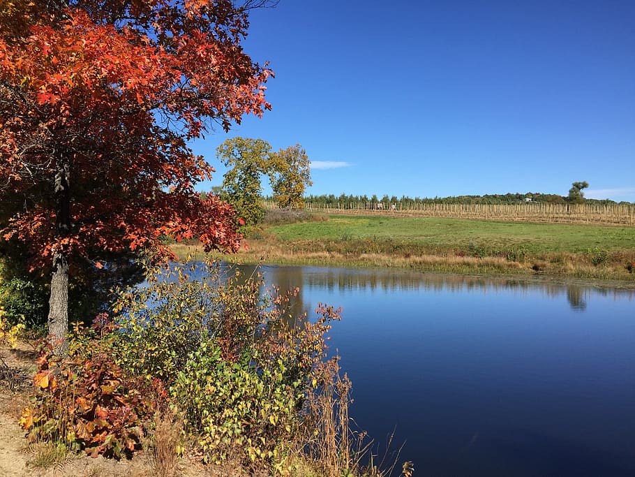 fall, autumn, nature, pond, october, farm, plant, tranquility HD wallpaper